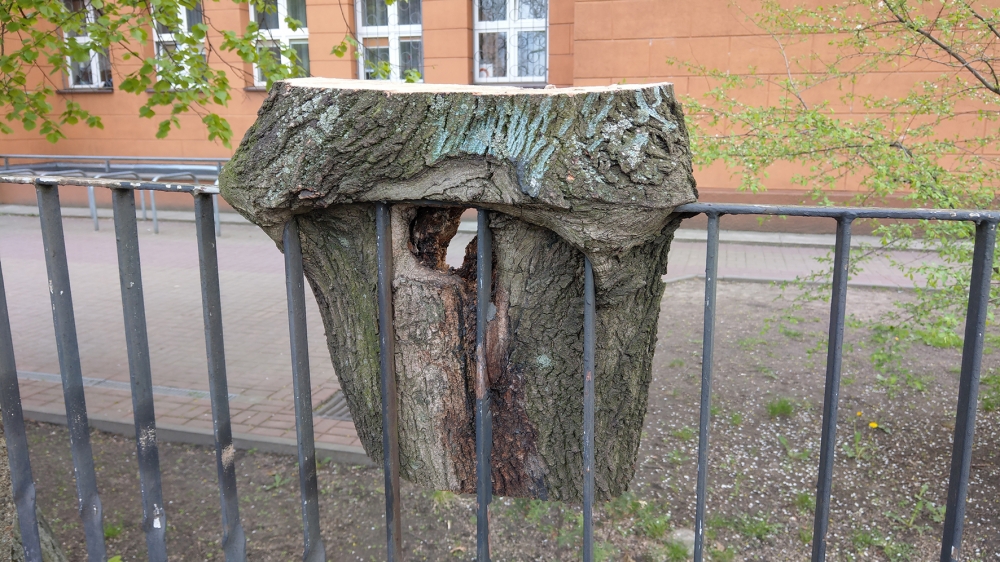 Zdjęcie dnia: "Drzewo" - (fot. Andrzej Owczarek)