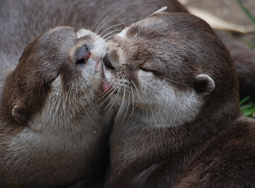 Wybieg dla wydr. Nowa inwestycja wrocławskiego zoo - Wydry europejskie (fot. Pixabay)