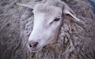 "Miss owca" u wizażystki. Przygotowania do regionalnej wystawy