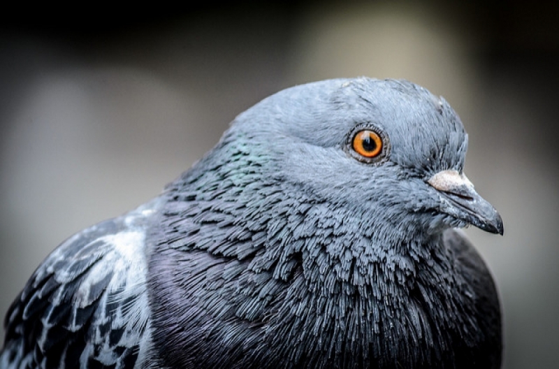 Awantura o gołębie w Karpaczu  -  Zdjęcie ilustracyjne: Robert Claypool/flickr.com (Creative Commons)
