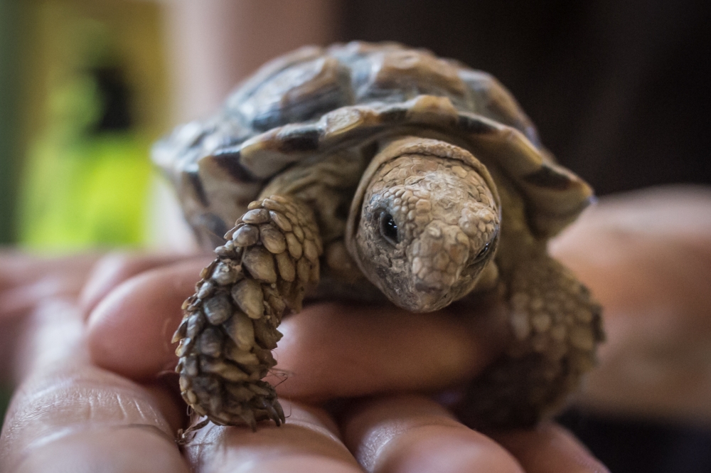 Najmniejszy żółw świata we wrocławskim zoo [WIDEO, ZDJĘCIA] - (fot. Andrzej Owczarek)