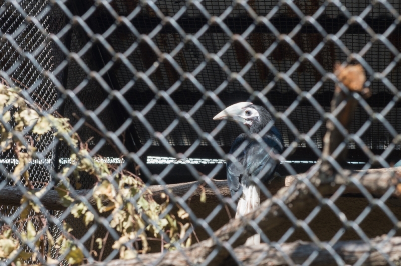 Niezwykłe narodziny w ZOO. Na świat przyszły dzioborożce palawańskie - (fot. Andrzej Owczarek)