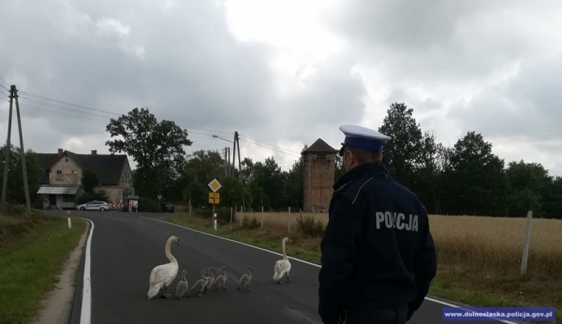 Policjanci eskortują rodzinę...łabędzi - 