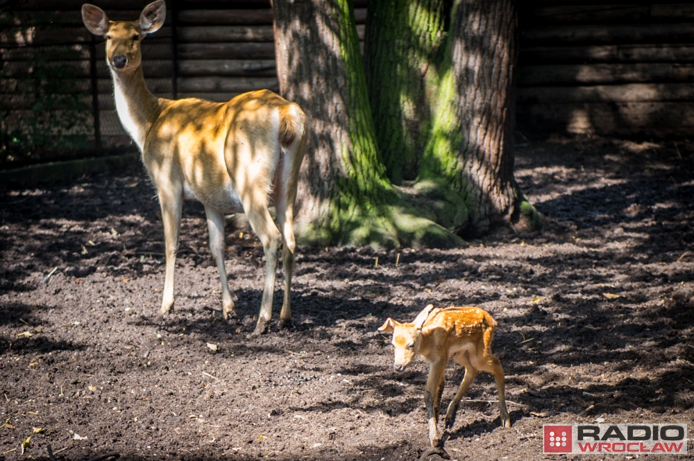 We wrocławskim zoo urodził się kolejny milu [FOTO] - fot. Andrzej Owczarek