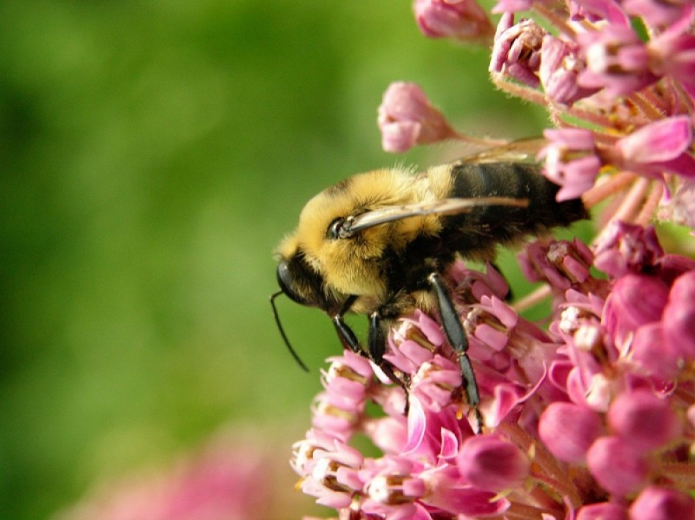 Dolnośląscy pszczelarze alarmują - pestycydy zdziesiątkują pszczoły - 