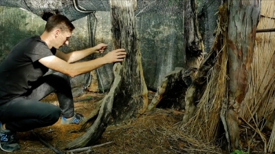 Ma 1300 lat, wykańczają go upały. Na pomoc najstarszemu drzewu w Polsce ruszyli ludzie