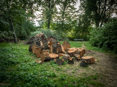 Runęła stara wierzba. Wrocławski magistrat skontroluje wszystkie drzewa przy parkowych alejkach - 0