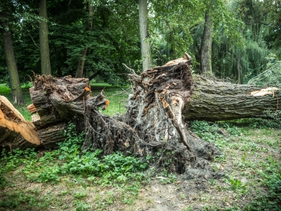 Runęła stara wierzba. Wrocławski magistrat skontroluje wszystkie drzewa przy parkowych alejkach - 2