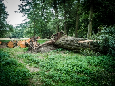 Runęła stara wierzba. Wrocławski magistrat skontroluje wszystkie drzewa przy parkowych alejkach - 3