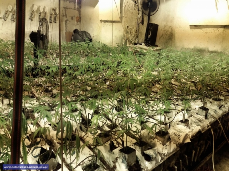 Około 1700 krzewów konopii indyjskich na plantacji k. Lwówka Śląskiego [ZOBACZ] - (fot. mat. policji)