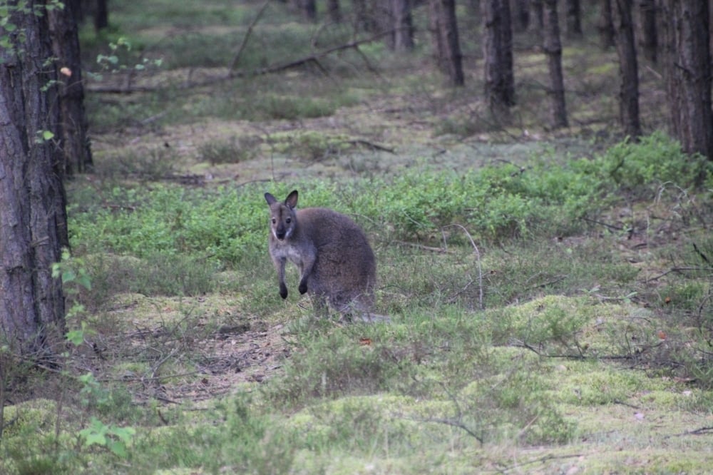 Struś, bawoły wodne, nawet... kangur. Egzotyczne zwierzęta w Borach Dolnośląskich - fot. nadleśnictwo Ruszów