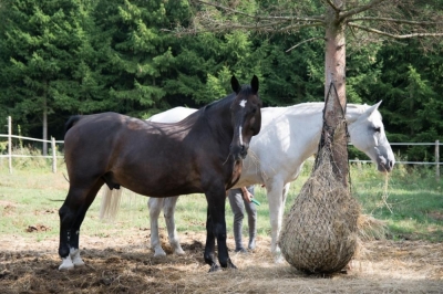 Makulatura, która ratuje konie! - klub Gaja zachęca wrocławskich uczniów do pomocy zwierzętom
