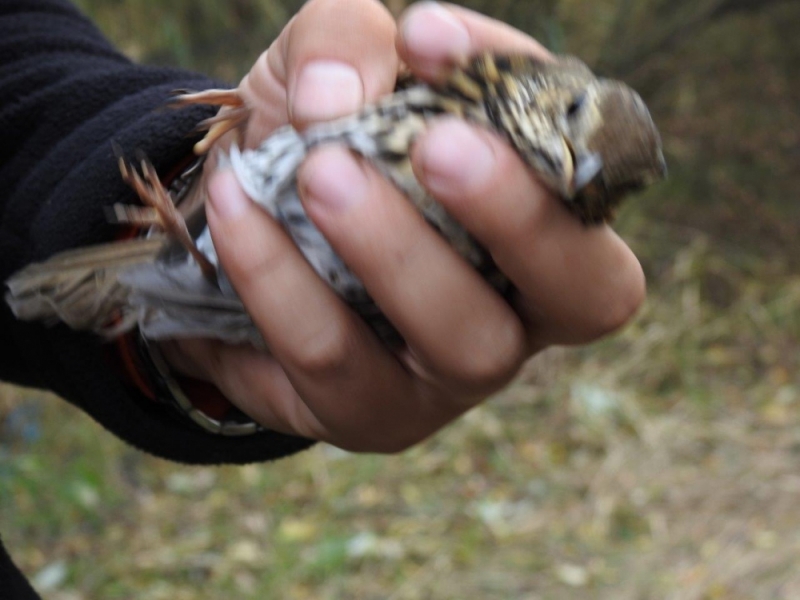 Jedyne takie miejsce na Dolnym Śląsku. "Obrączkarski obóz" [ZOBACZ] - (fot. Radio Wrocław)