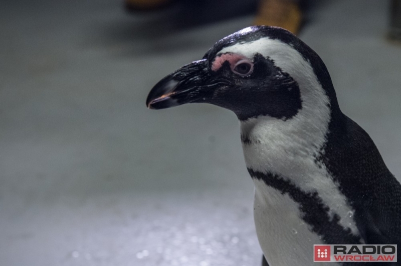 Janush - słynny pingwin z wrocławskiego zoo... wysiaduje jaja - fot. archiwum radiowroclaw.pl