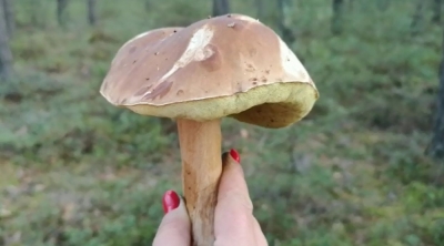 Wysyp grzybów w Borach Dolnośląskich [FOTO]