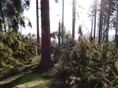"Takiej klęski od dawna nie było na tym terenie". Zakazy wstępu do karkonoskich lasów [GALERIA] - 2