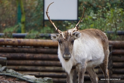Święty Mikołaj wybrał trzy renifery z wrocławskiego ZOO