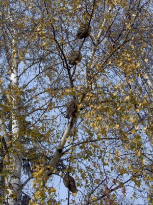 Rodzina sów uszatych zamieszkała w centrum Świdnicy - 1