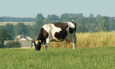 Choroba szalonych krów na Dolnym Śląsku
