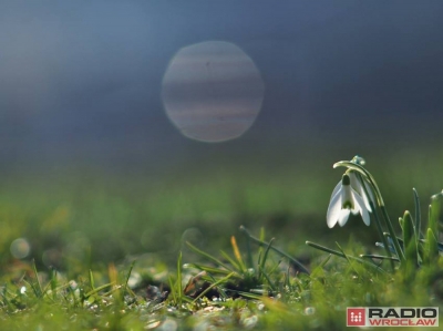 Skowronki i szpaki zapowiadają wiosnę w Legnicy