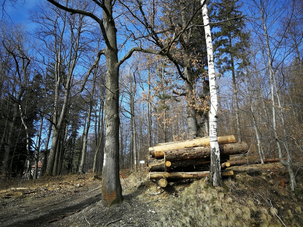 Mieszkańcy Kowar chcą obronić przed wycinką bukowe lasy - fot. Piotr Słowiński