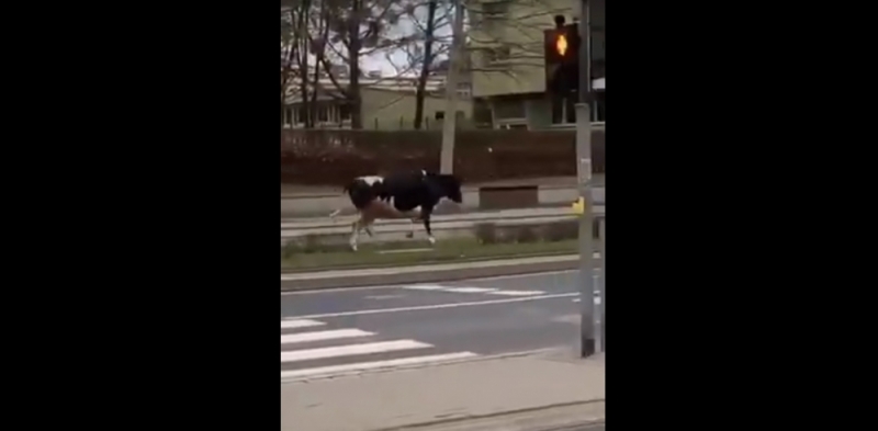 To nie żarty. Krowa wybrała się "na miasto" i uciekła z Uniwersytetu Przyrodniczego [WIDEO] - fot. kadr z YT
