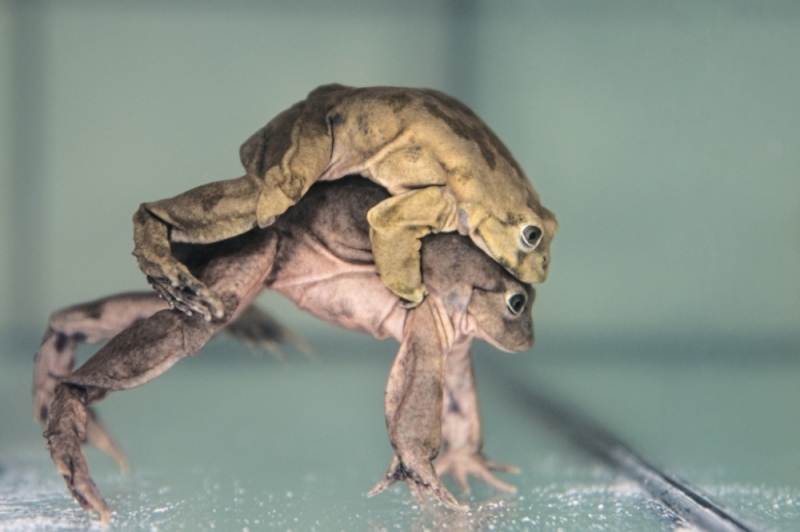 Największe żaby świata we wrocławskim ZOO  - fot. zoo.woclaw.pl