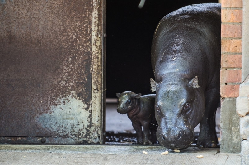 Trwa miejska akcja. Można zgarnąć bilet do zoo - fot. archiwum radiowroclaw.pl