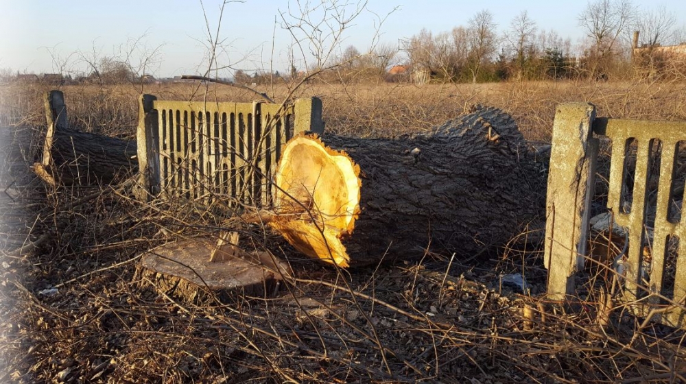 Miłkowice: 60 drzew zostało ściętych bez konsultacji z mieszkańcami - fot. Karolina Kurczab