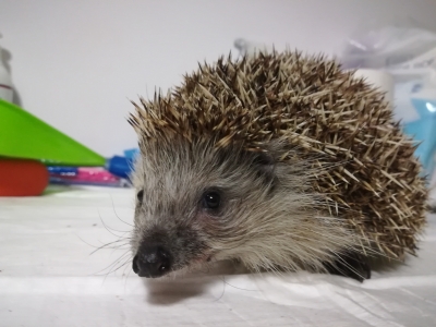 Obudziły się jeże. Lubią życie w mieście, ale trzeba o nie zadbać - 1