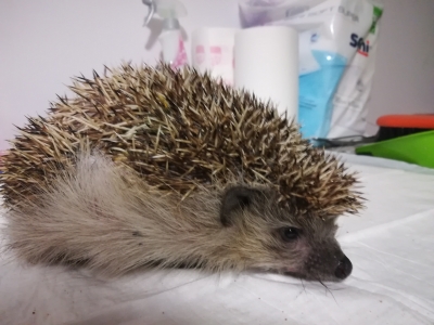 Obudziły się jeże. Lubią życie w mieście, ale trzeba o nie zadbać - 2