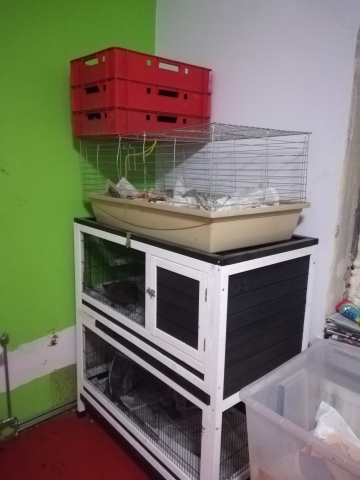 Obudziły się jeże. Lubią życie w mieście, ale trzeba o nie zadbać - 3
