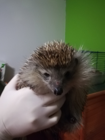 Obudziły się jeże. Lubią życie w mieście, ale trzeba o nie zadbać - 4