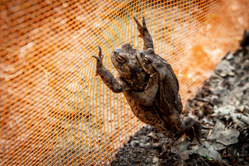W Dolinie Baryczy już po raz 14. ratują żaby [ZDJĘCIA] - (fot. Andrzej Owczarek)