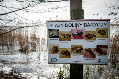 W Dolinie Baryczy już po raz 14. ratują żaby [ZDJĘCIA] - 1