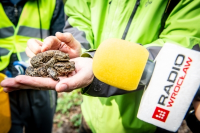 W Dolinie Baryczy już po raz 14. ratują żaby [ZDJĘCIA] - 5