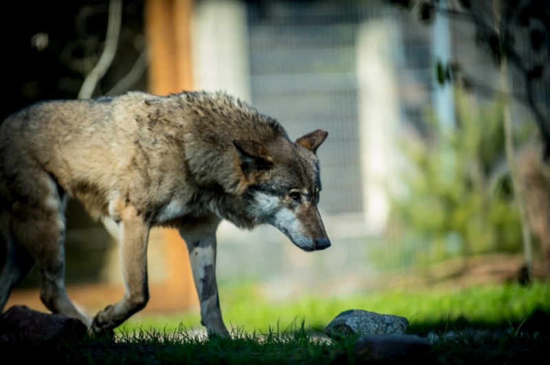 We wrocławskim zoo powstała wilcza ostoja [ZDJĘCIA] - zdjęcia: Andrzej Owczarek