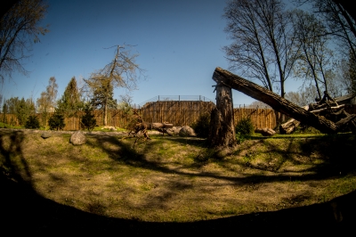 We wrocławskim zoo powstała wilcza ostoja [ZDJĘCIA] - 9