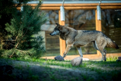We wrocławskim zoo powstała wilcza ostoja [ZDJĘCIA] - 10