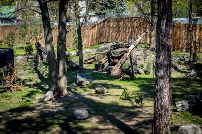 We wrocławskim zoo powstała wilcza ostoja [ZDJĘCIA] - 12
