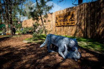 We wrocławskim zoo powstała wilcza ostoja [ZDJĘCIA] - 13