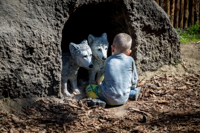 We wrocławskim zoo powstała wilcza ostoja [ZDJĘCIA] - 1