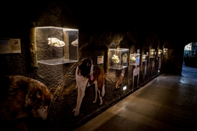 We wrocławskim zoo powstała wilcza ostoja [ZDJĘCIA] - 4