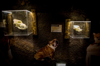 We wrocławskim zoo powstała wilcza ostoja [ZDJĘCIA] - 5