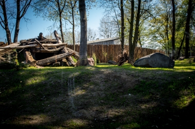We wrocławskim zoo powstała wilcza ostoja [ZDJĘCIA] - 7