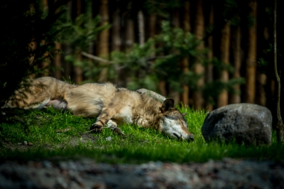 We wrocławskim zoo powstała wilcza ostoja [ZDJĘCIA] - 8