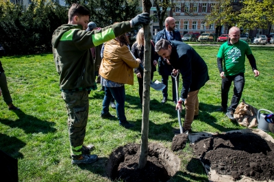 We Wrocławiu posadzono drzewo upamiętniające Pawła Adamowicza [FOTO] - 2