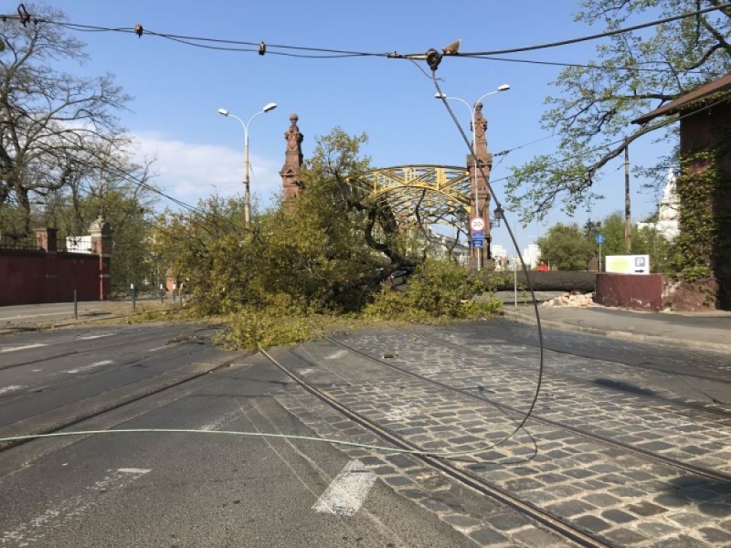 Drzewo padło na jezdnię. Utrudnienia na moście Zwierzynieckim [ZDJĘCIA] - fot. Henryk Kalinowski