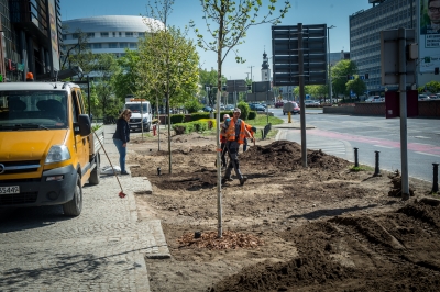 Wrocław: Posadzono drzewa przy Oławskiej tuż obok galerii handlowej [FOTO] - 1