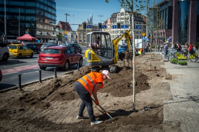 Wrocław: Posadzono drzewa przy Oławskiej tuż obok galerii handlowej [FOTO] - 5